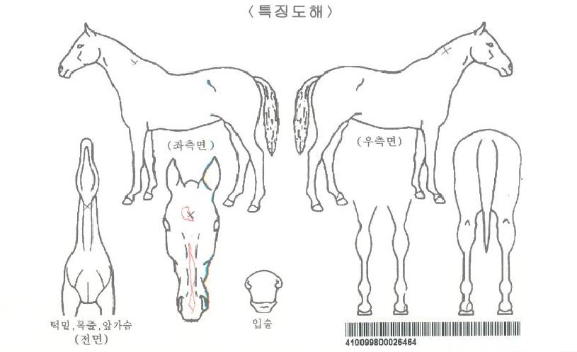 ¾Æ¸Þ¸®Ä¿Àµð¼¼ÀÌÀÚ¸¶ÀÇ Ãø¸é,¿ì¸é,µÞ¸é,µÎ»ó,´Ù¸®ÀÇ Æ¯Â¡µµÇØ