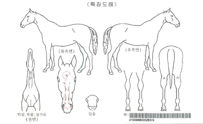 ¹éµÎ¹Ì¸£ÀÚ¸¶ÀÇ Ãø¸é,¿ì¸é,µÞ¸é,µÎ»ó,´Ù¸®ÀÇ Æ¯Â¡µµÇØ