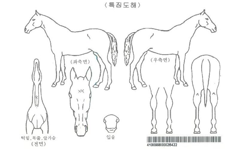 ºäƼǮÁøÁÖÀÚ¸¶ÀÇ Ãø¸é,¿ì¸é,µÞ¸é,µÎ»ó,´Ù¸®ÀÇ Æ¯Â¡µµÇØ