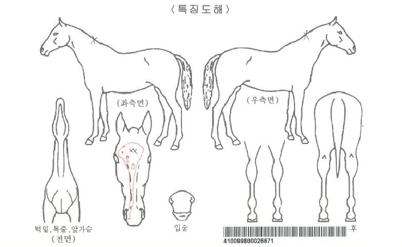 ¸Þ´Ïºí¸®Ã÷ÀÇ Ãø¸é,¿ì¸é,µÞ¸é,µÎ»ó,´Ù¸®ÀÇ Æ¯Â¡µµÇØ