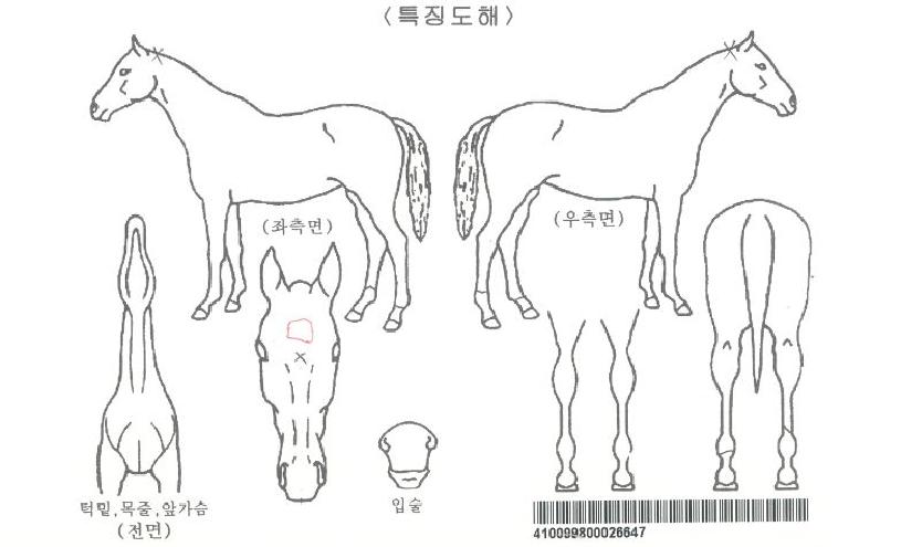 ŸÀ̰ŸƽºÀÇ Ãø¸é,¿ì¸é,µÞ¸é,µÎ»ó,´Ù¸®ÀÇ Æ¯Â¡µµÇØ