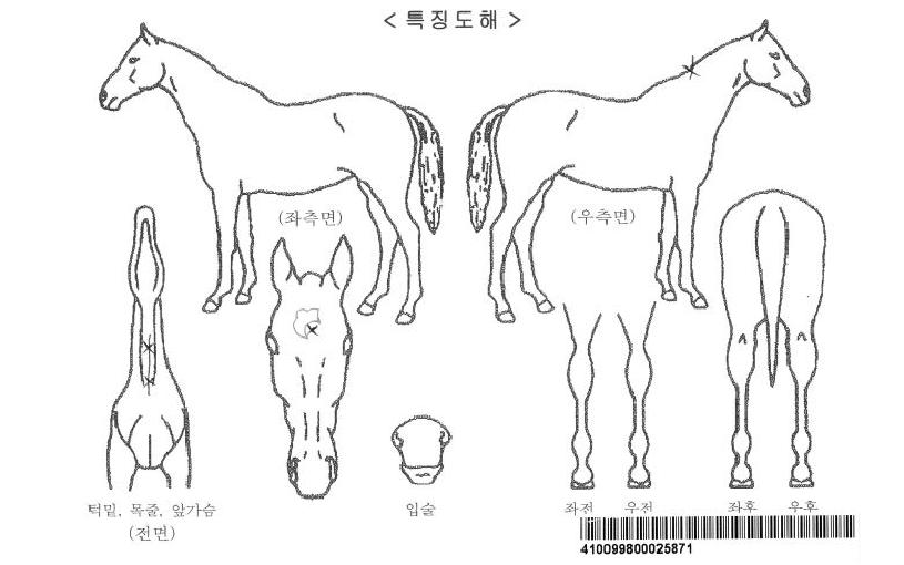ÄÚ½º·¯³ÊÀÚ¸¶ÀÇ Ãø¸é,¿ì¸é,µÞ¸é,µÎ»ó,´Ù¸®ÀÇ Æ¯Â¡µµÇØ