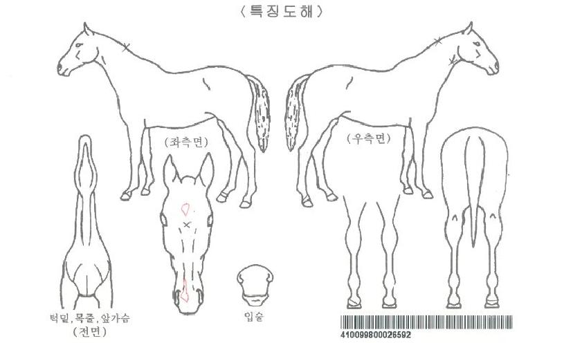 »õ·Î¿îºÒÆÐÀÚ¸¶ÀÇ Ãø¸é,¿ì¸é,µÞ¸é,µÎ»ó,´Ù¸®ÀÇ Æ¯Â¡µµÇØ