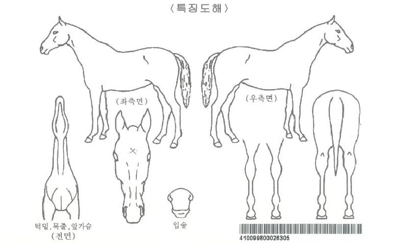 ±Û·Î¹úÅ鯼¾îÀÇ Ãø¸é,¿ì¸é,µÞ¸é,µÎ»ó,´Ù¸®ÀÇ Æ¯Â¡µµÇØ