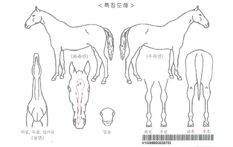 »çÀ̹öŸÀ̰ÅÀÇ Ãø¸é,¿ì¸é,µÞ¸é,µÎ»ó,´Ù¸®ÀÇ Æ¯Â¡µµÇØ