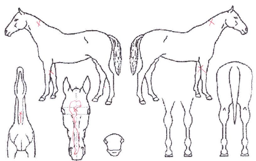 ·Î³Îµå´öÀÇ Ãø¸é,¿ì¸é,µÞ¸é,µÎ»ó,´Ù¸®ÀÇ Æ¯Â¡µµÇØ