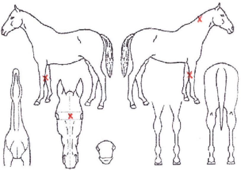 ¾î¸ÞÀÌ¡¿ùµåÀÇ Ãø¸é,¿ì¸é,µÞ¸é,µÎ»ó,´Ù¸®ÀÇ Æ¯Â¡µµÇØ