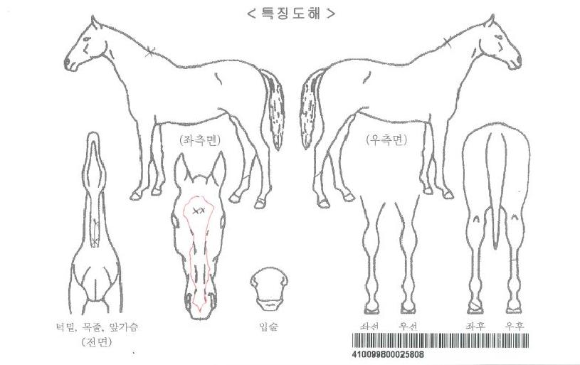 ±Â·ç·çÀÚ¸¶ÀÇ Ãø¸é,¿ì¸é,µÞ¸é,µÎ»ó,´Ù¸®ÀÇ Æ¯Â¡µµÇØ