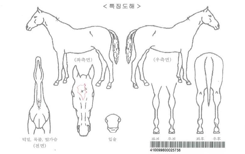 À¸¶äÄÀÚ¸¶ÀÇ Ãø¸é,¿ì¸é,µÞ¸é,µÎ»ó,´Ù¸®ÀÇ Æ¯Â¡µµÇØ