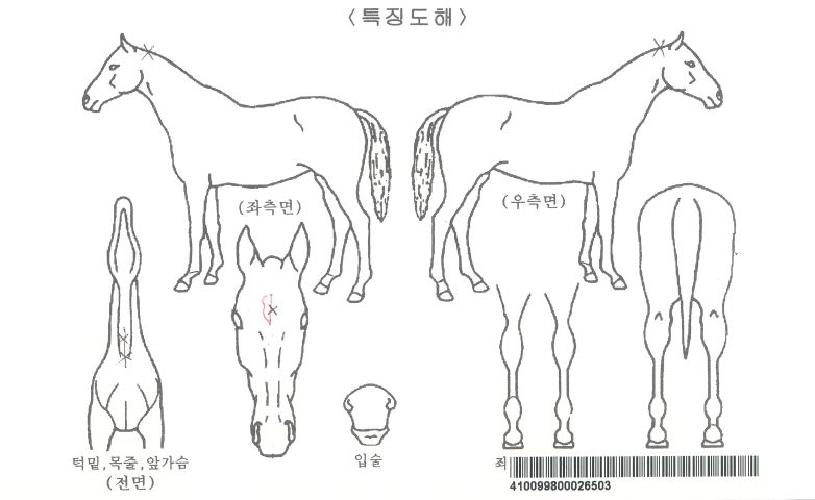 ¿ªÀüÀÇžçÀÚ¸¶ÀÇ Ãø¸é,¿ì¸é,µÞ¸é,µÎ»ó,´Ù¸®ÀÇ Æ¯Â¡µµÇØ