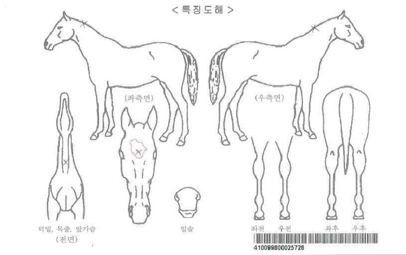 ·çºñĵÅÍÀÚ¸¶ÀÇ Ãø¸é,¿ì¸é,µÞ¸é,µÎ»ó,´Ù¸®ÀÇ Æ¯Â¡µµÇØ