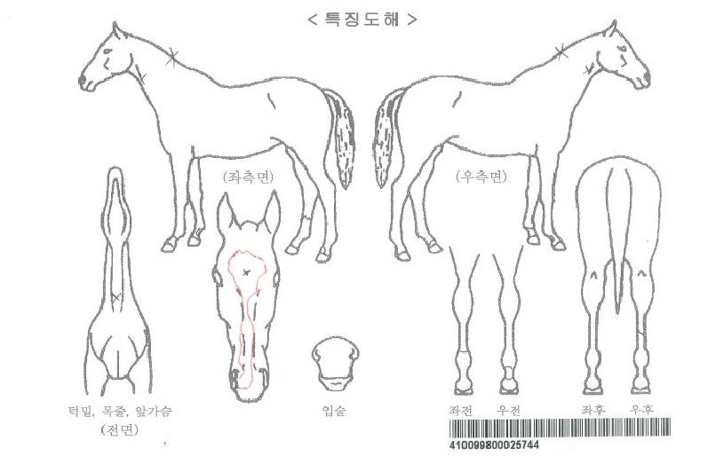 µÎ¹ÙÀÌ¿µ¿õÀÇ Ãø¸é,¿ì¸é,µÞ¸é,µÎ»ó,´Ù¸®ÀÇ Æ¯Â¡µµÇØ