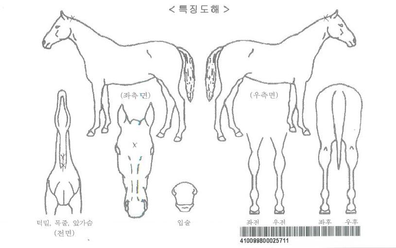 ·¯ºí¸®½ºÅ¸ÀÚ¸¶ÀÇ Ãø¸é,¿ì¸é,µÞ¸é,µÎ»ó,´Ù¸®ÀÇ Æ¯Â¡µµÇØ