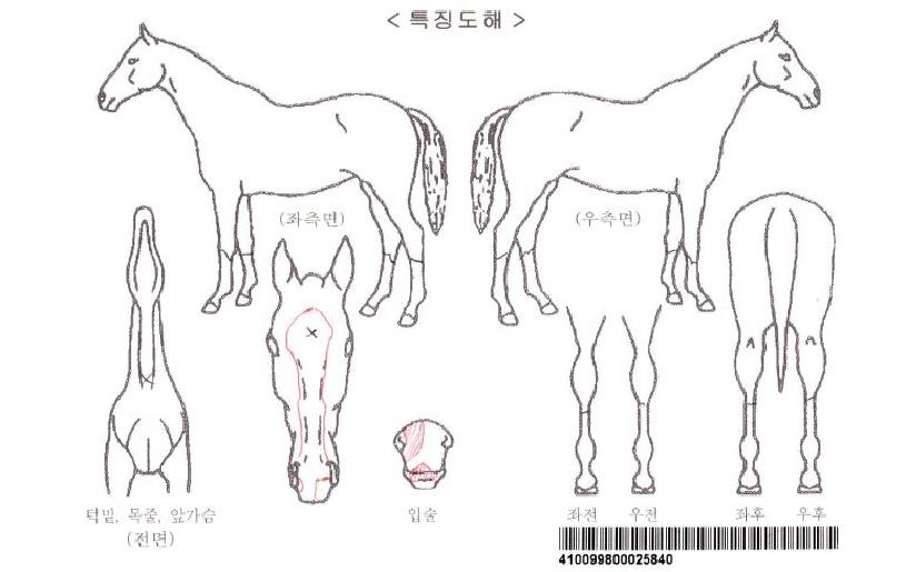ÆÖ½ÃÁîÇÁ¸°¼¼½ºÀÚ¸¶ÀÇ Ãø¸é,¿ì¸é,µÞ¸é,µÎ»ó,´Ù¸®ÀÇ Æ¯Â¡µµÇØ