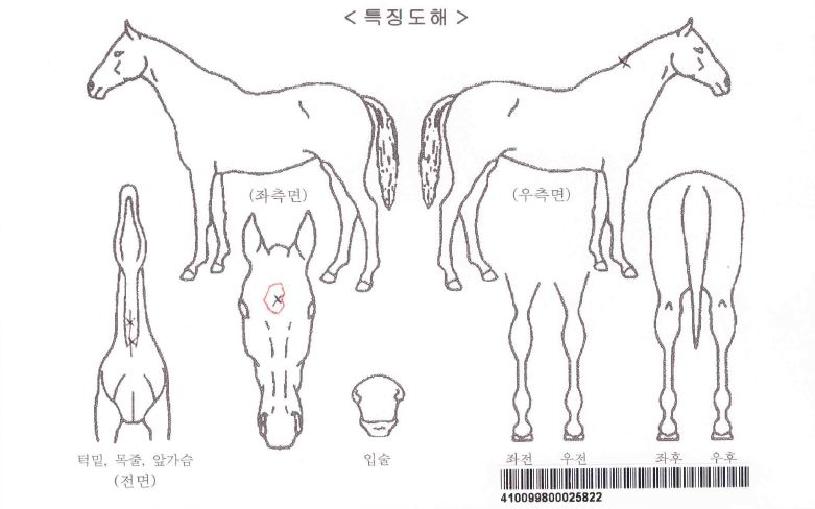 Çȼųθ®Æ¼ÀÚ¸¶ÀÇ Ãø¸é,¿ì¸é,µÞ¸é,µÎ»ó,´Ù¸®ÀÇ Æ¯Â¡µµÇØ