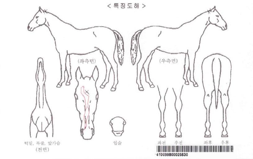 ¾ÆÄí¾ÆÇÁ¸°¼¼½ºÀÚ¸¶ÀÇ Ãø¸é,¿ì¸é,µÞ¸é,µÎ»ó,´Ù¸®ÀÇ Æ¯Â¡µµÇØ