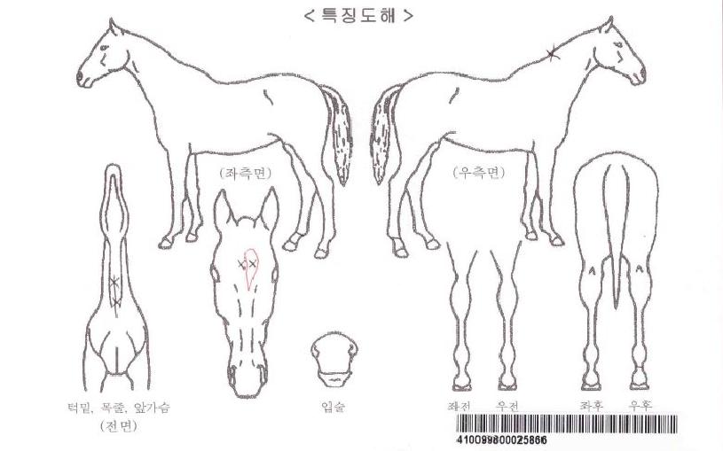 ÇØÇÇÅÍÄ¡ÀÇ Ãø¸é,¿ì¸é,µÞ¸é,µÎ»ó,´Ù¸®ÀÇ Æ¯Â¡µµÇØ