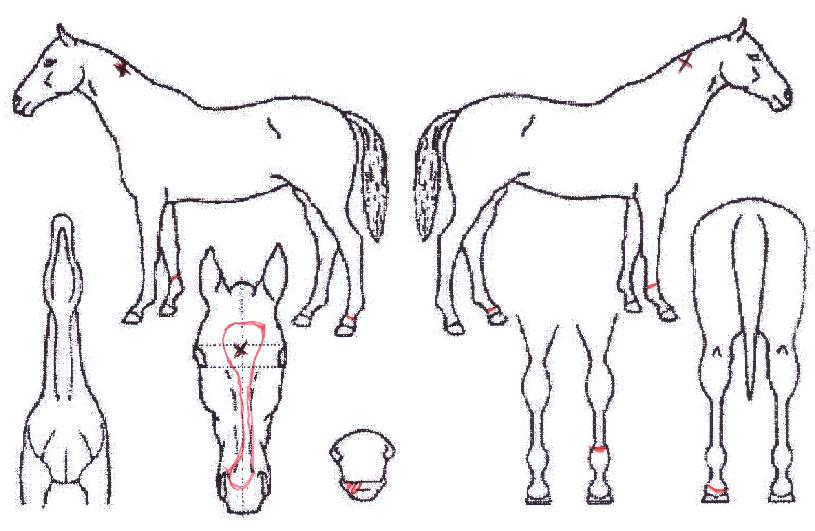 ÀºÇϼöÀÇ Ãø¸é,¿ì¸é,µÞ¸é,µÎ»ó,´Ù¸®ÀÇ Æ¯Â¡µµÇØ