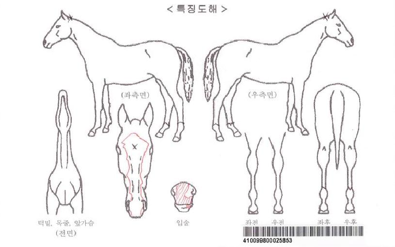 ¶óÀÌ¡±Û·Î¸®ÀÚ¸¶ÀÇ Ãø¸é,¿ì¸é,µÞ¸é,µÎ»ó,´Ù¸®ÀÇ Æ¯Â¡µµÇØ