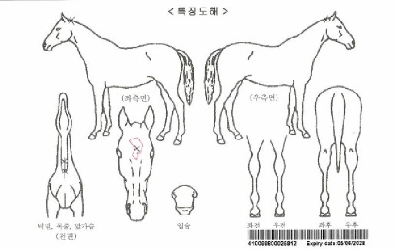 µðÆæµùèÇÁÀÚ¸¶ÀÇ Ãø¸é,¿ì¸é,µÞ¸é,µÎ»ó,´Ù¸®ÀÇ Æ¯Â¡µµÇØ