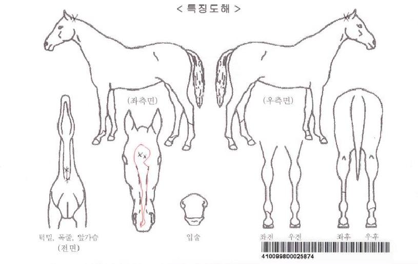 ´ÚÅÍÄá¼øÀÌÀÚ¸¶ÀÇ Ãø¸é,¿ì¸é,µÞ¸é,µÎ»ó,´Ù¸®ÀÇ Æ¯Â¡µµÇØ