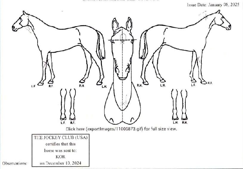 ¹Ì½ºÆÛ½º³Î¸®Æ¼ÀÇ Ãø¸é,¿ì¸é,µÞ¸é,µÎ»ó,´Ù¸®ÀÇ Æ¯Â¡µµÇØ