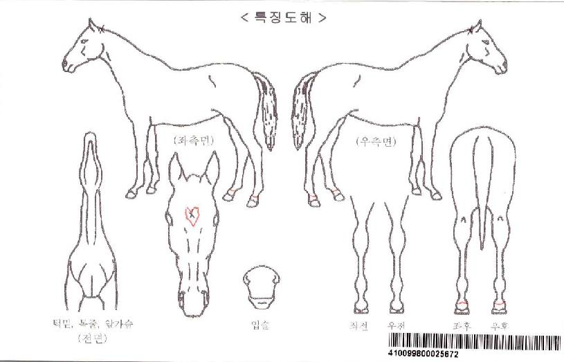 ÇÁ¸°¼¼½º¼¼½Ç¸®¾ÆÀÚ¸¶ÀÇ Ãø¸é,¿ì¸é,µÞ¸é,µÎ»ó,´Ù¸®ÀÇ Æ¯Â¡µµÇØ