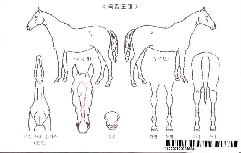 °í½ºÆ®¼¼ÀÌÁöĹÀÚ¸¶ÀÇ Ãø¸é,¿ì¸é,µÞ¸é,µÎ»ó,´Ù¸®ÀÇ Æ¯Â¡µµÇØ