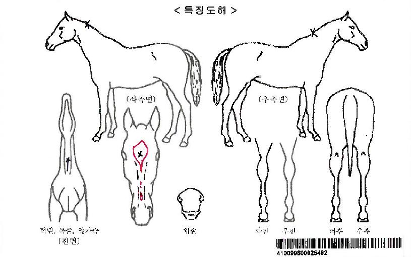 Àå»ê¿©Á¦ÀÚ¸¶ÀÇ Ãø¸é,¿ì¸é,µÞ¸é,µÎ»ó,´Ù¸®ÀÇ Æ¯Â¡µµÇØ
