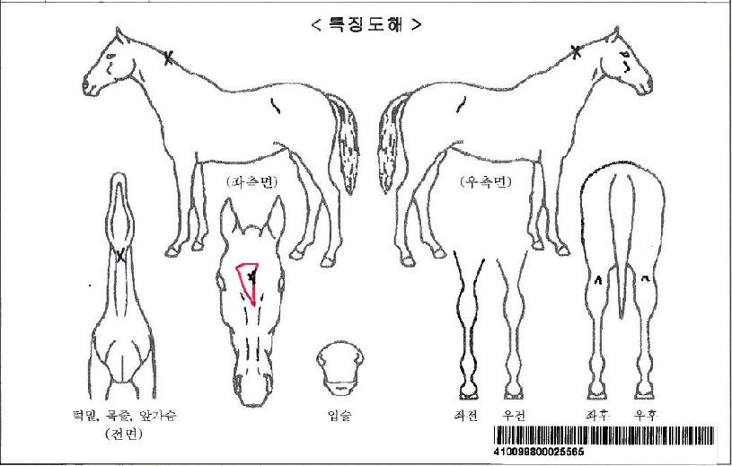 Çï·Î·ÎÁöÀÚ¸¶ÀÇ Ãø¸é,¿ì¸é,µÞ¸é,µÎ»ó,´Ù¸®ÀÇ Æ¯Â¡µµÇØ