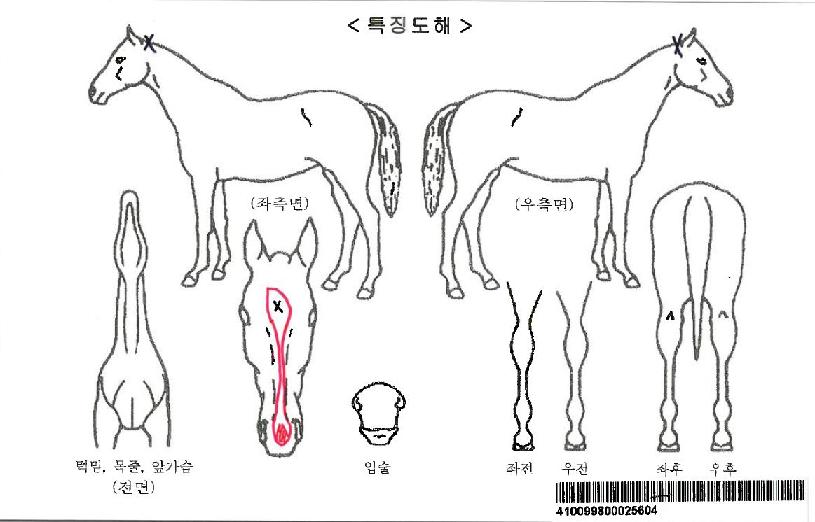 ÁöºÀºí·çÀÚ¸¶ÀÇ Ãø¸é,¿ì¸é,µÞ¸é,µÎ»ó,´Ù¸®ÀÇ Æ¯Â¡µµÇØ