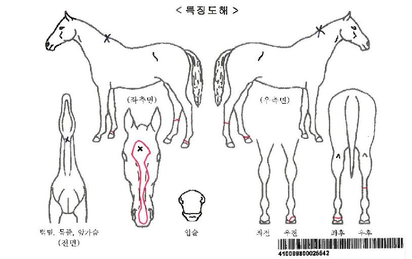 ¾Ö´Ï¾Øµåij·Ñ¶óÀÎÀÚ¸¶ÀÇ Ãø¸é,¿ì¸é,µÞ¸é,µÎ»ó,´Ù¸®ÀÇ Æ¯Â¡µµÇØ