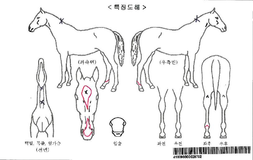 ¸¶ÀÌÄýÀÚ¸¶ÀÇ Ãø¸é,¿ì¸é,µÞ¸é,µÎ»ó,´Ù¸®ÀÇ Æ¯Â¡µµÇØ