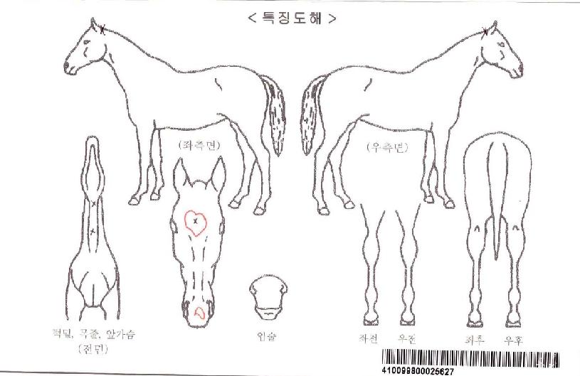 ³²»ê²ÉÀÚ¸¶ÀÇ Ãø¸é,¿ì¸é,µÞ¸é,µÎ»ó,´Ù¸®ÀÇ Æ¯Â¡µµÇØ