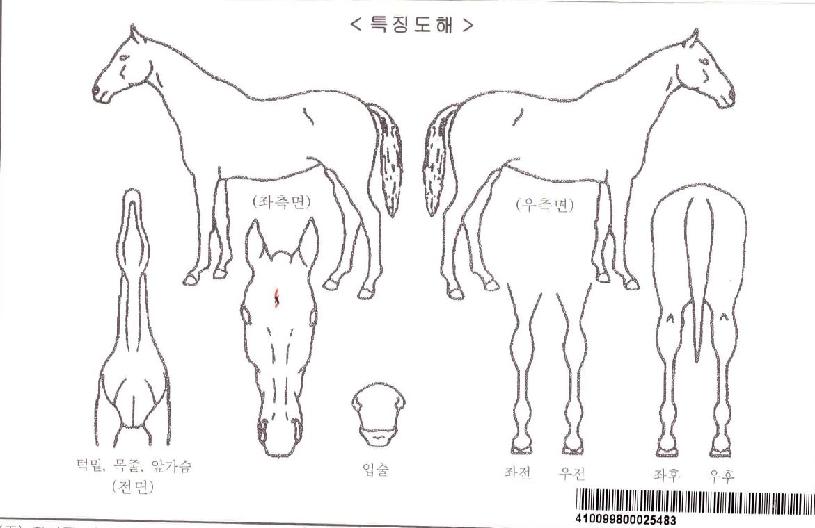 ¹Ì½ººí·çÀÚ¸¶ÀÇ Ãø¸é,¿ì¸é,µÞ¸é,µÎ»ó,´Ù¸®ÀÇ Æ¯Â¡µµÇØ