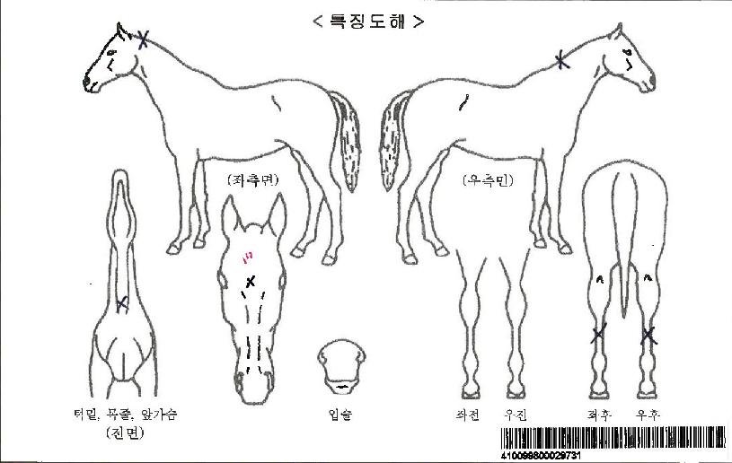 ¸Þ¼ÒÀÚ¸¶ÀÇ Ãø¸é,¿ì¸é,µÞ¸é,µÎ»ó,´Ù¸®ÀÇ Æ¯Â¡µµÇØ