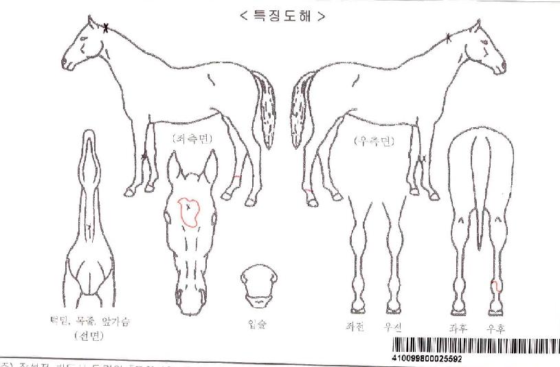 ¾Ø¼ºíÀÚ¸¶ÀÇ Ãø¸é,¿ì¸é,µÞ¸é,µÎ»ó,´Ù¸®ÀÇ Æ¯Â¡µµÇØ