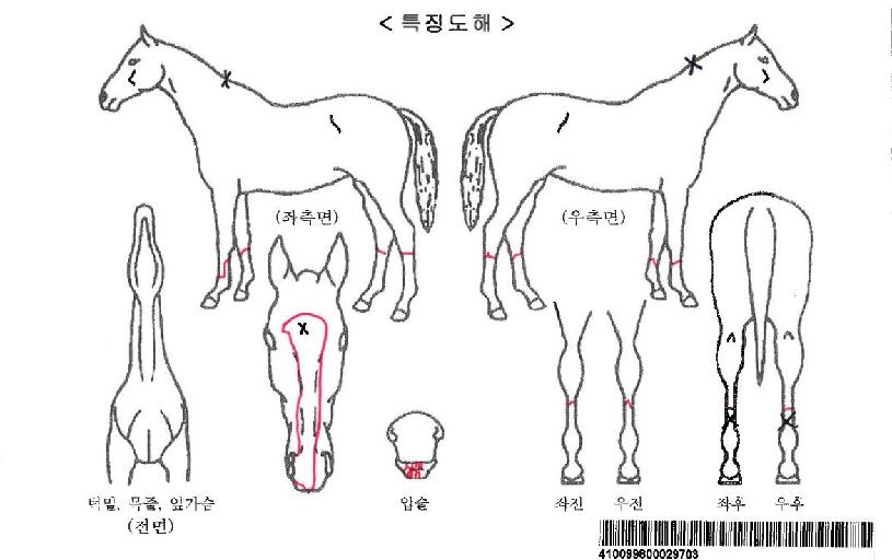 ¾Æ¸£°íèÇÁÀÚ¸¶ÀÇ Ãø¸é,¿ì¸é,µÞ¸é,µÎ»ó,´Ù¸®ÀÇ Æ¯Â¡µµÇØ