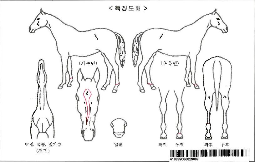 ´ë¿Ï¸¶ÀÚ¸¶ÀÇ Ãø¸é,¿ì¸é,µÞ¸é,µÎ»ó,´Ù¸®ÀÇ Æ¯Â¡µµÇØ