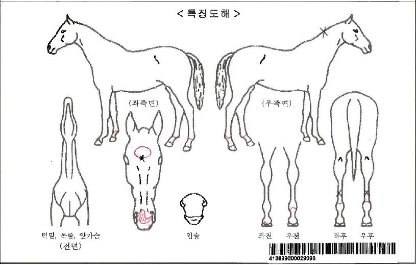 ½Ç¹ö¹ë¸®ÀÚ¸¶ÀÇ Ãø¸é,¿ì¸é,µÞ¸é,µÎ»ó,´Ù¸®ÀÇ Æ¯Â¡µµÇØ