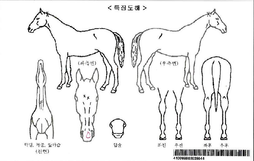 ÆÄÀ̳ε帲ÀÚ¸¶ÀÇ Ãø¸é,¿ì¸é,µÞ¸é,µÎ»ó,´Ù¸®ÀÇ Æ¯Â¡µµÇØ