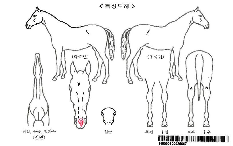 ÇÁ·»Ä¡°ÉÀÚ¸¶ÀÇ Ãø¸é,¿ì¸é,µÞ¸é,µÎ»ó,´Ù¸®ÀÇ Æ¯Â¡µµÇØ