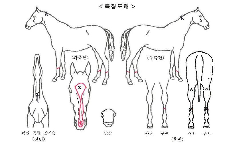´ÏÄÉ´ÙÀ̾ÆÀÚ¸¶ÀÇ Ãø¸é,¿ì¸é,µÞ¸é,µÎ»ó,´Ù¸®ÀÇ Æ¯Â¡µµÇØ