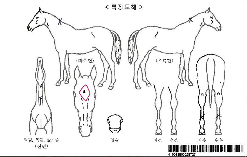 ¾ðºê¶óÀ̵å¼Ò³ÄÀÚ¸¶ÀÇ Ãø¸é,¿ì¸é,µÞ¸é,µÎ»ó,´Ù¸®ÀÇ Æ¯Â¡µµÇØ