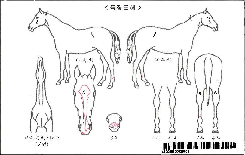 ¹ÙÀÌ¾ó·±Æ®ÇìÀϽºÀÚ¸¶ÀÇ Ãø¸é,¿ì¸é,µÞ¸é,µÎ»ó,´Ù¸®ÀÇ Æ¯Â¡µµÇØ