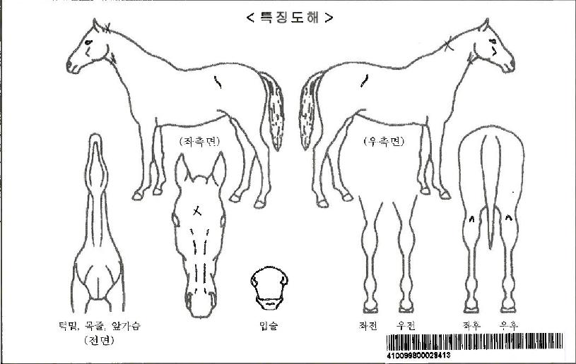 ¿¤µå·¡°ïÀÚ¸¶ÀÇ Ãø¸é,¿ì¸é,µÞ¸é,µÎ»ó,´Ù¸®ÀÇ Æ¯Â¡µµÇØ
