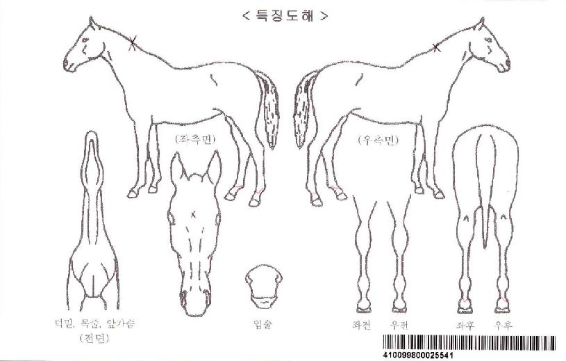 ¸®µåº¸ÄÃÀÚ¸¶ÀÇ Ãø¸é,¿ì¸é,µÞ¸é,µÎ»ó,´Ù¸®ÀÇ Æ¯Â¡µµÇØ