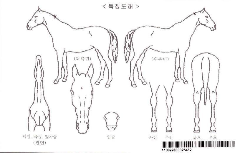 Æ÷ÅÙ¼ÈÀÚ¸¶ÀÇ Ãø¸é,¿ì¸é,µÞ¸é,µÎ»ó,´Ù¸®ÀÇ Æ¯Â¡µµÇØ