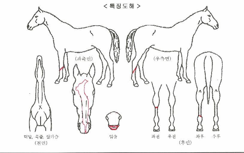 ±³ÇлóÀåÀÚ¸¶ÀÇ Ãø¸é,¿ì¸é,µÞ¸é,µÎ»ó,´Ù¸®ÀÇ Æ¯Â¡µµÇØ