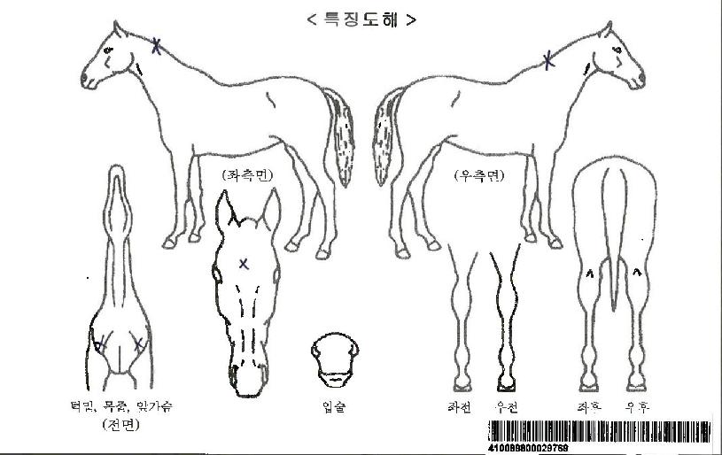 ƼÁîÇÏÆ¼µåÀÚ¸¶ÀÇ Ãø¸é,¿ì¸é,µÞ¸é,µÎ»ó,´Ù¸®ÀÇ Æ¯Â¡µµÇØ